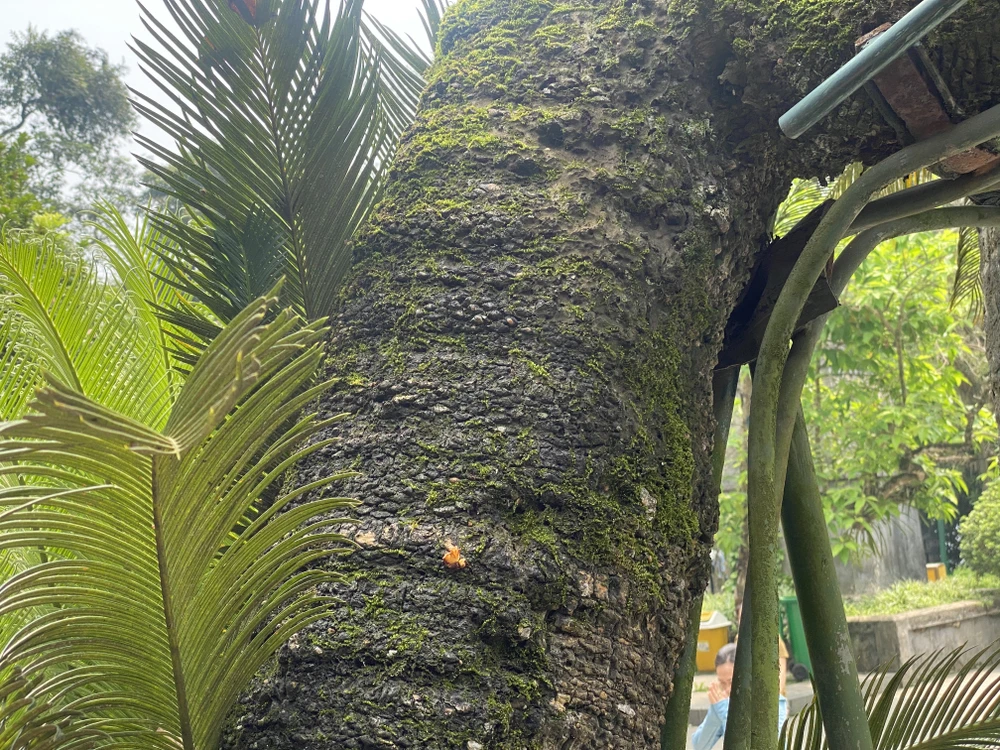 Cây vạn tuế 800 tuổi ở đền Hùng và buổi nói chuyện của Bác Hồ với Đại đoàn quân Tiên phong 6 copy.jpg