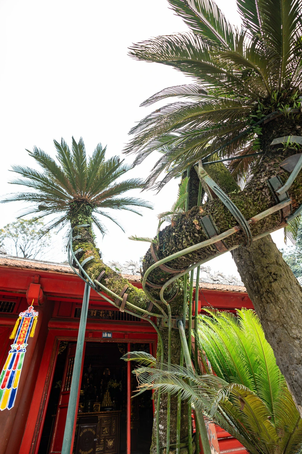 Cây vạn tuế 800 tuổi ở đền Hùng và buổi nói chuyện của Bác Hồ với Đại đoàn quân Tiên phong .JPG