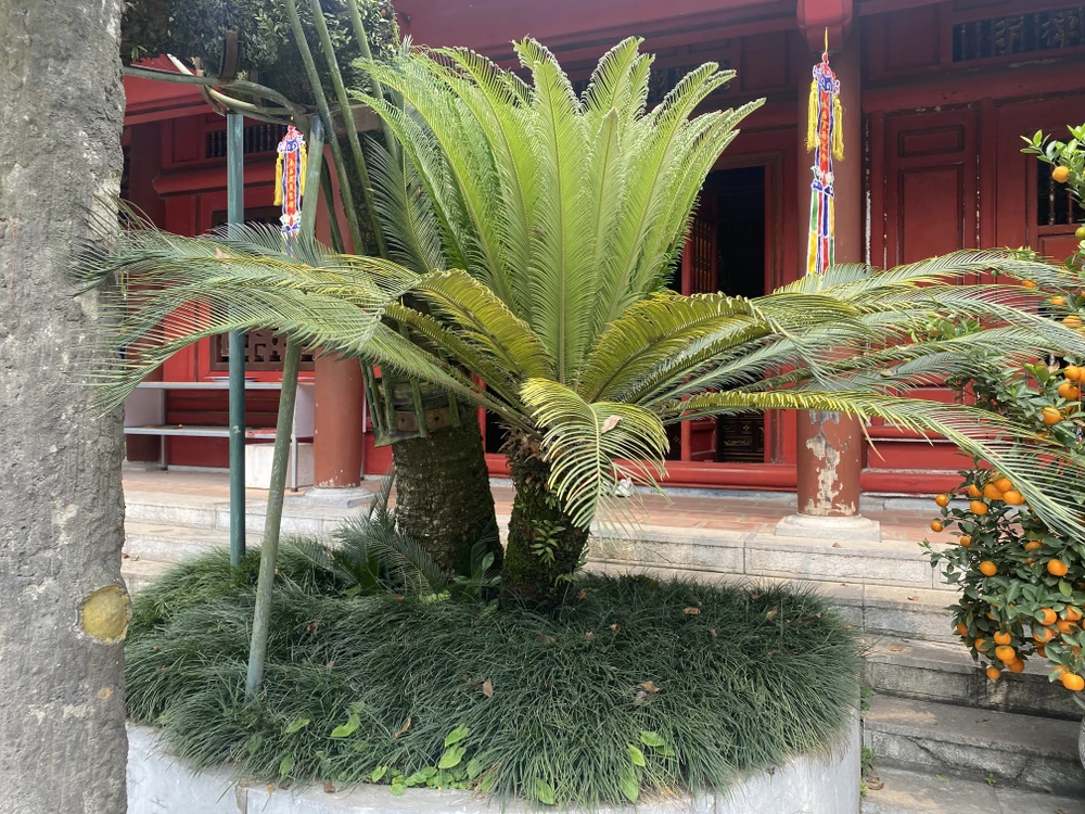 Cây vạn tuế 800 tuổi ở đền Hùng và buổi nói chuyện của Bác Hồ với Đại đoàn quân Tiên phong 7 copy.jpg