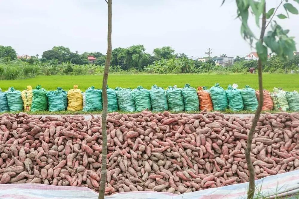 Chất 40 tấn ở ven đường, lão nông lên mạng kêu gọi giải cứu khoai lang.jpg