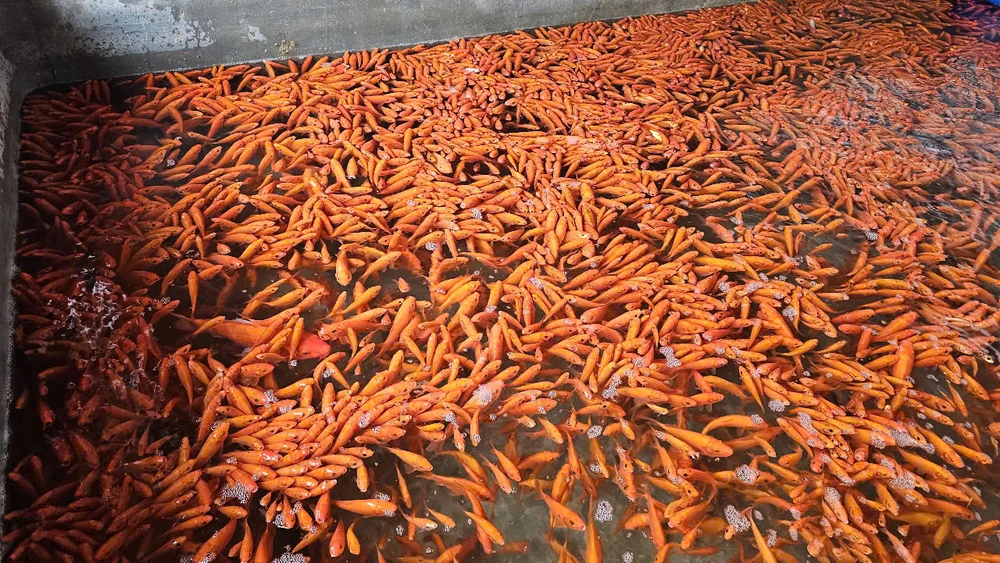 Làng nghề cá chép đỏ dự kiến cung ứng 40 triệu tấn cá ra thị trường dịp Tết ông Công ông Táo 1.jpg