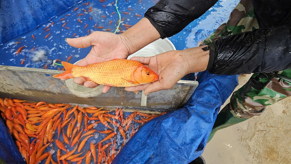 Làng nghề cá chép đỏ dự kiến cung ứng 40 triệu tấn cá ra thị trường dịp Tết ông Công ông Táo 2.jpg