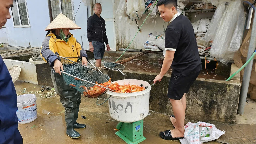 Làng nghề cá chép đỏ dự kiến cung ứng 40 triệu tấn cá ra thị trường dịp Tết ông Công ông Táo 8.jpg