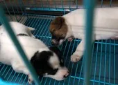 WHO công bố kế hoạch chấm dứt tình trạng khẩn cấp COVID-19 toàn cầu vào năm 2022 ảnh 3 Trung Quốc: Một quận ra lệnh giết hết vật nuôi trong nhà người mắc COVID-19