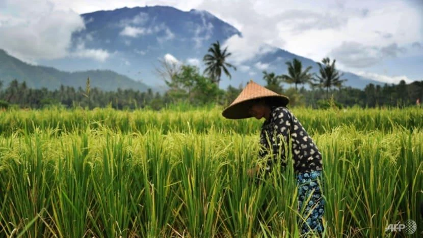 Gần 200 người đã bị trục xuất khỏi Bali vào năm ngoái, một số người trong số họ bị trục xuất là do vi phạm biện pháp phòng chống dịch COVID-19. Ảnh: AFP