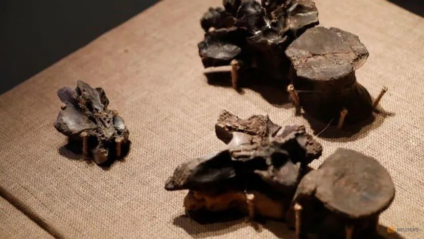 Những mẫu xương hóa thạch của Maip macrothorax, loài khủng long ăn thịt sống ở vùng Patagonia của Argentina, được trưng bày trong Bảo tàng Khoa học Tự nhiên Bernardino Rivadavia vào ngày 27-4. Ảnh: REUTERS Những mẫu xương hóa thạch của Maip macrothorax, loài khủng long ăn thịt sống ở vùng Patagonia của Argentina, được trưng bày trong Bảo tàng Khoa học Tự nhiên Bernardino Rivadavia vào ngày 27-4. Ảnh: REUTERS