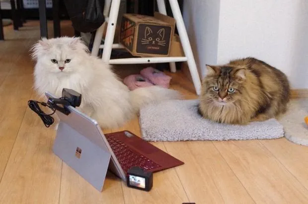 Loài mèo có thể ghi nhớ tên của chủ mình và những con mèo khác sống cùng chúng. Ảnh: MAINICHI