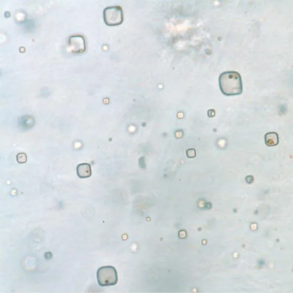 Những tinh thể halite chứa "xác ướp" sinh vật cổ đại. Ảnh: GEOLOGY Những tinh thể halite chứa "xác ướp" sinh vật cổ đại. Ảnh: GEOLOGY