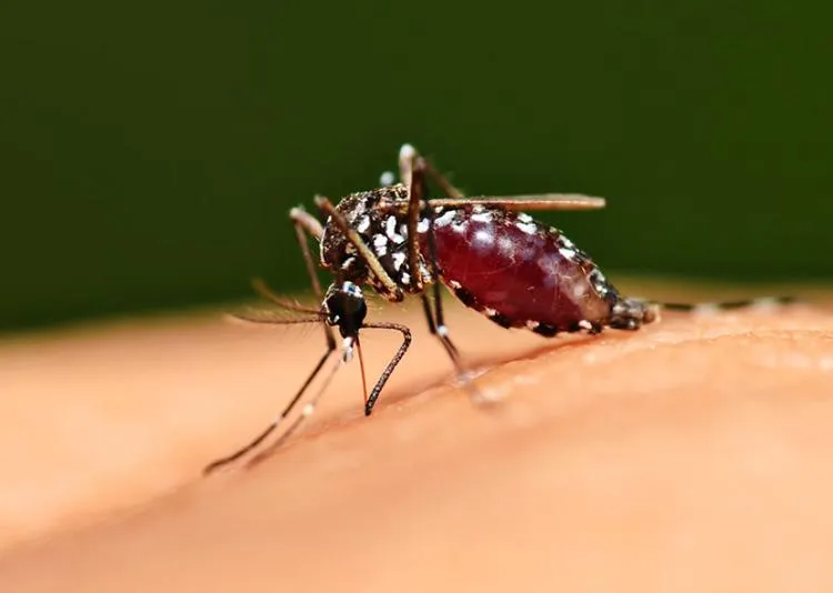 Một con muỗi với bụng căng tràn đầy máu của nạn nhân. Ảnh: GOOGLE