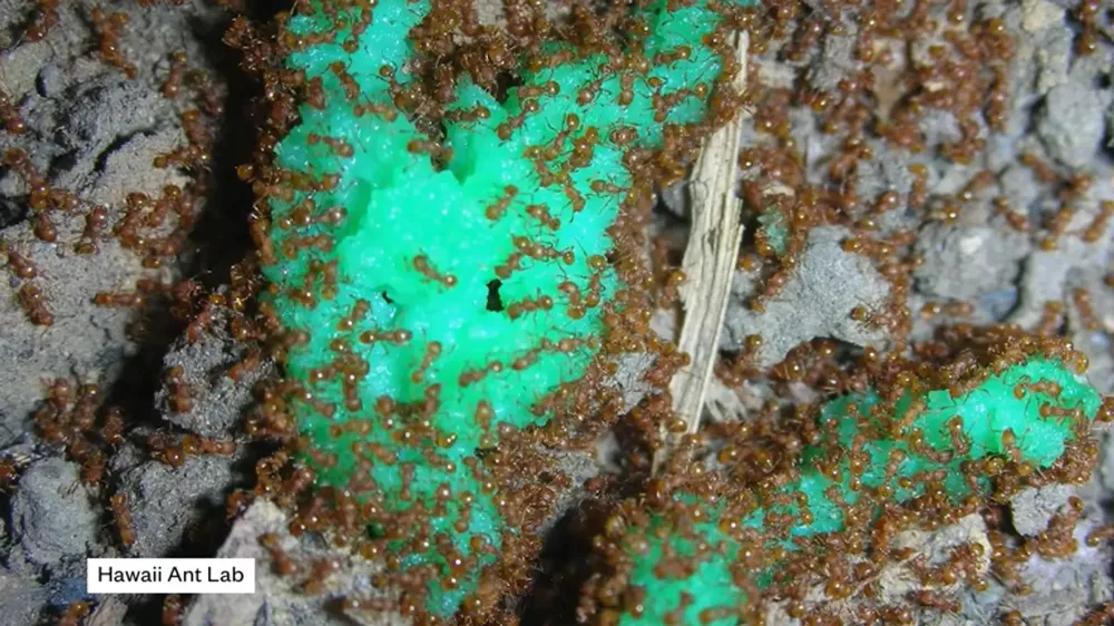 Loài kiến lửa đang đe dọa cuộc sống của người dân quần đảo Hawaii, Mỹ. Ảnh: HAWAII ANT LAB Loài kiến lửa đang đe dọa cuộc sống của người dân quần đảo Hawaii, Mỹ. Ảnh: HAWAII ANT LAB