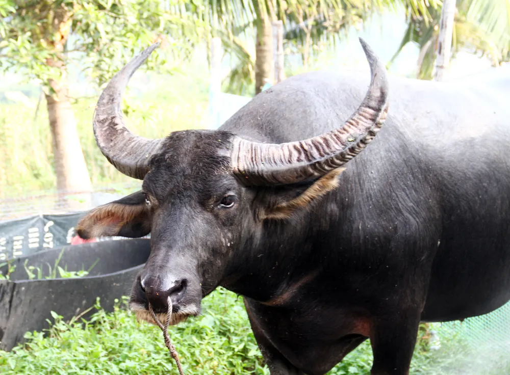 Theo kinh nghiệm của các chủ trâu, cách để lựa chọn trâu là nhìn vào đôi mắt. Trâu nào mắt nhìn càng &quot;chiến&quot; thì khi thi đấu càng hăng. Ảnh: Ngọc Sơn