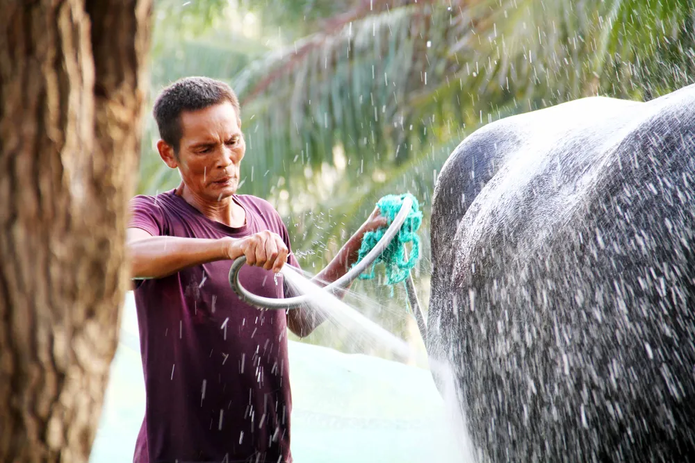 &quot;Ông&quot; trâu có riêng 1 người chăm sóc hàng ngày để sẵn sàng tham dự Lễ hội. Ảnh: Ngọc Sơn