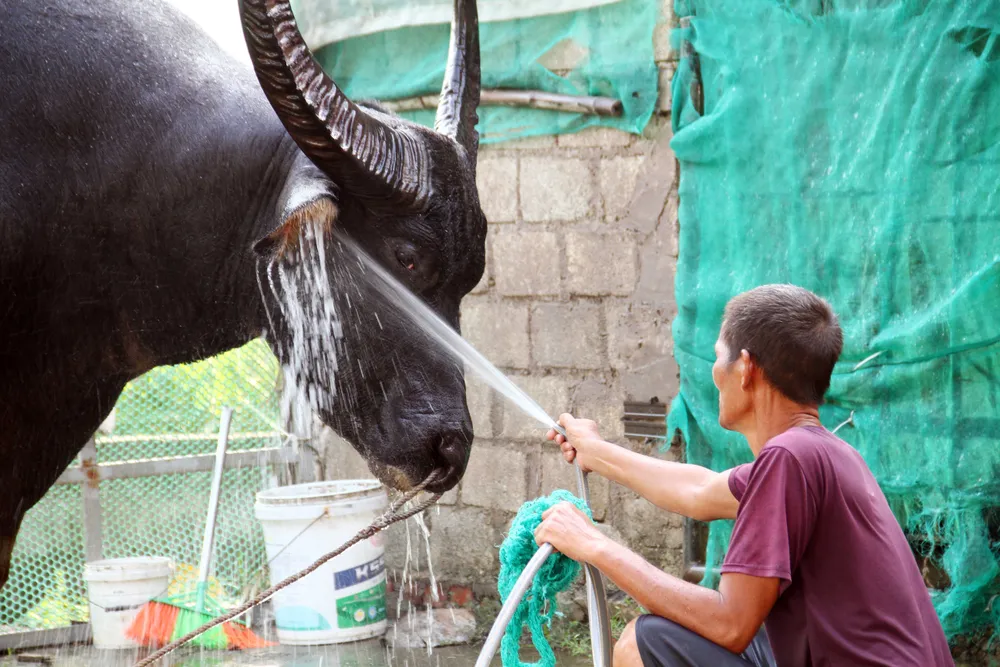 Bên cạnh việc tập thể lực, ăn uống, &quot;ông&quot; trâu cũng được chăm sóc kỹ lưỡng, tắm rửa sạch sẽ mỗi ngày. Ảnh: Ngọc Sơn