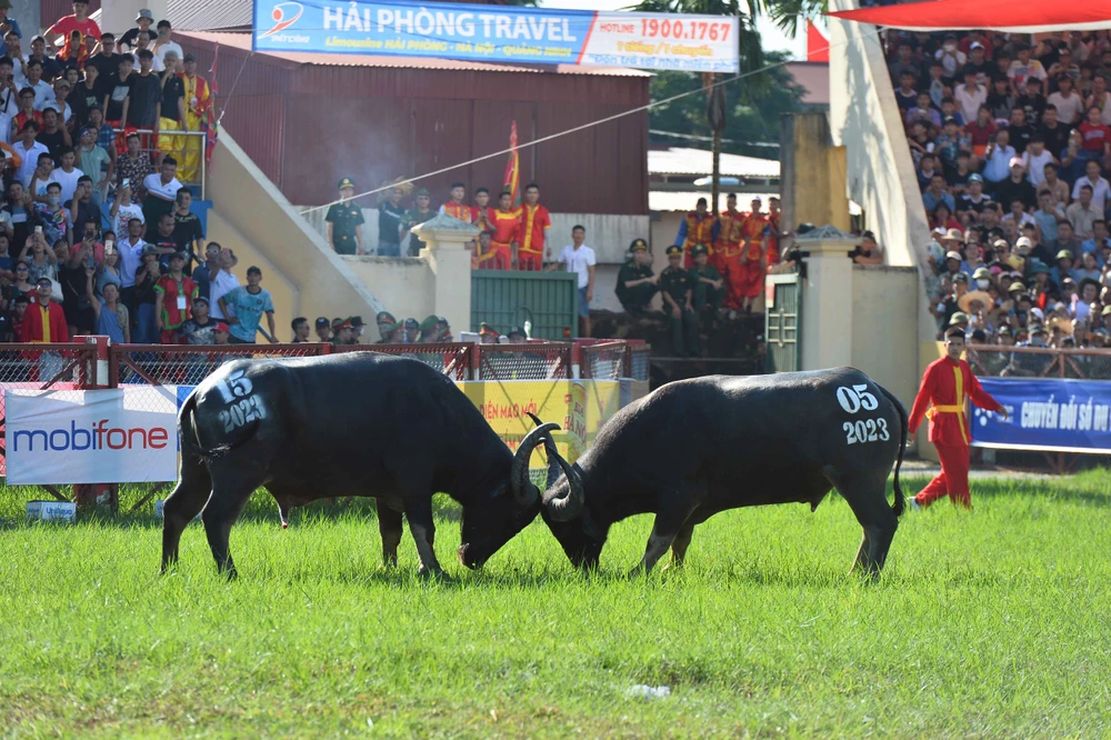 Kháp đấu đầu tiên của Lễ hội với chiến thắng thuộc về trâu số 05. Ảnh: NGỌC SƠN choi-trau-12.JPG