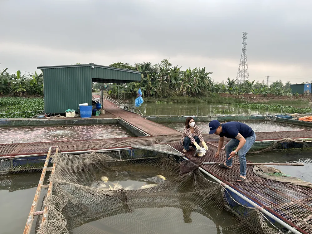 Anh Nguyễn Văn Chiến, chủ hộ nuôi cá lồng trên sông Thái Bình đang vớt cá chết. Ảnh: Anh Vũ
