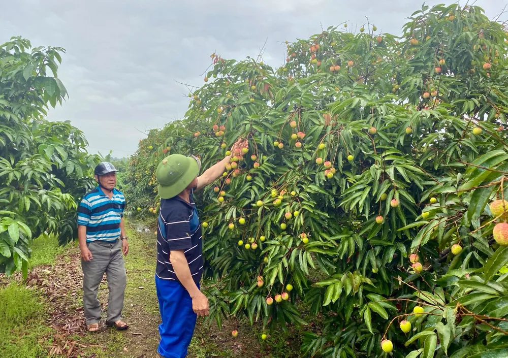 Vải thiều Thanh Hà năm 2024 dự kiến mất mùa, chỉ đạt 50% sản lượng so với năm 2023