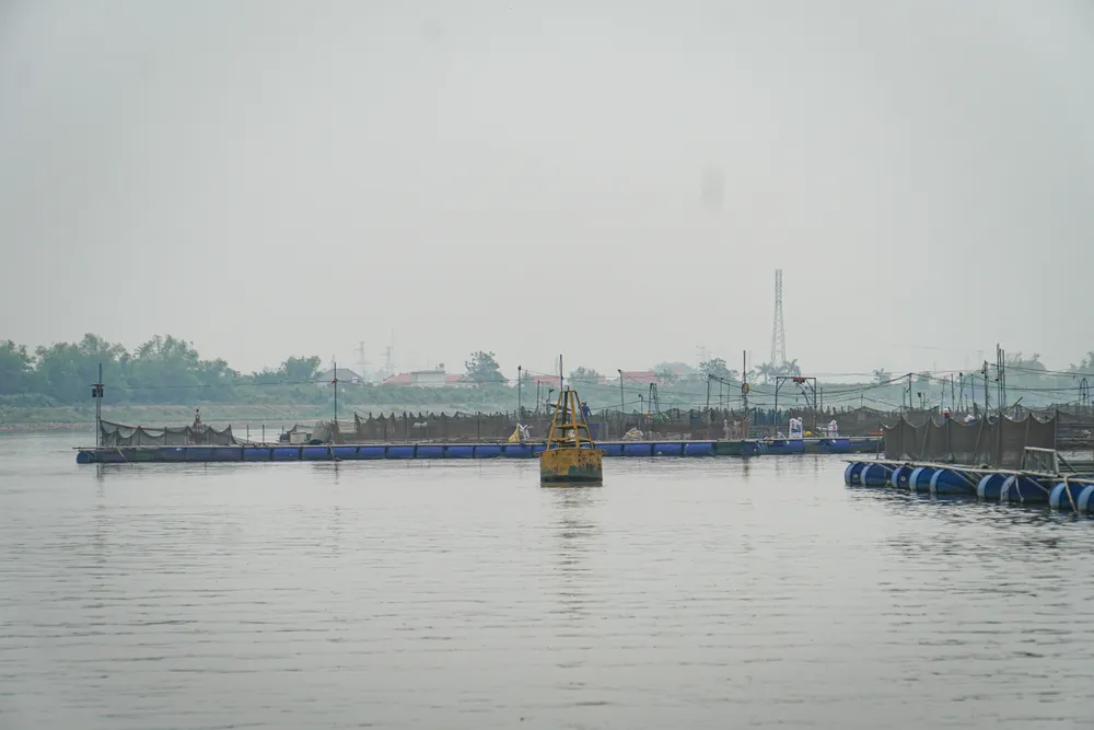 Thời gian qua, Sở Nông nghiệp và Môi trường đã chỉ đạo xử lý các vi phạm trong hoạt động nuôi cá lồng theo quy định, đặc biệt là di chuyển, giải tỏa những lồng nuôi vi phạm pháp luật về giao thông đường thủy nội địa, an toàn đê điều và phòng chống thiên tai, môi trường. Trong thời gian tới, sở sẽ tiếp tục chỉ đạo các cơ quan quản lý đê điều, đường sông, địa phương tăng cường chức năng quản lý nuôi thủy sản lồng bè trên địa bàn theo thẩm quyền, không để phát sinh các lồng nuôi cá mới trên sông. Ảnh: NS hai-duong-long-nuoi-ca-phu-kin-khuc-song-lai-tau-than-troi-10.JPG