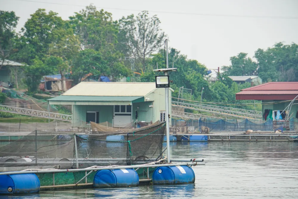 Việc di chuyển vào ban ngày có thể thuận lợi. Tuy nhiên, đến buổi tối, hàng ngàn lồng bè đồng loạt thắp đèn sáng một khúc sông. "Việc này khiến lái tàu bị giảm tầm nhìn, khó xác định luồng tuyến di chuyển dẫn đến sự cố" - ông Công nói. Ảnh: NS hai-duong-long-nuoi-ca-phu-kin-khuc-song-lai-tau-than-troi-8.JPG