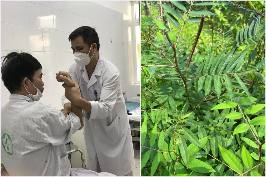 TS.BS. Nguyễn Trung Nguyên - Giám đốc Trung tâm Chống độc đang đánh giá vận động cho vợ chồng bệnh nhân ngộ độc hạt muồng tây. Ảnh: BV TS.BS. Nguyễn Trung Nguyên - Giám đốc Trung tâm Chống độc đang đánh giá vận động cho vợ chồng bệnh nhân ngộ độc hạt muồng tây. Ảnh: BV