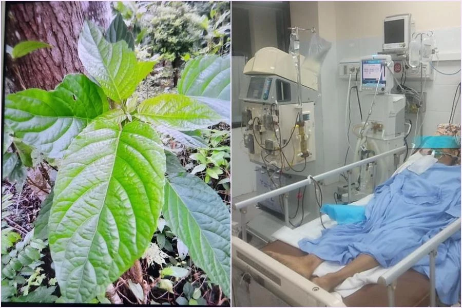 Lá du mại hay còn gọi là lộc mại (trái), bệnh nhân nhập viện cấp cứu do ngộ độc lá du mại ( phải). Ảnh: BS