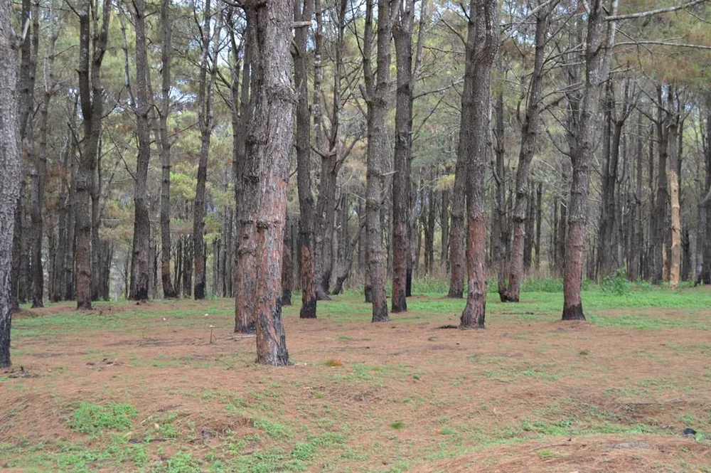 Gần 1.000 cây thông bị róc vỏ làm giá thể trồng lan ảnh 2