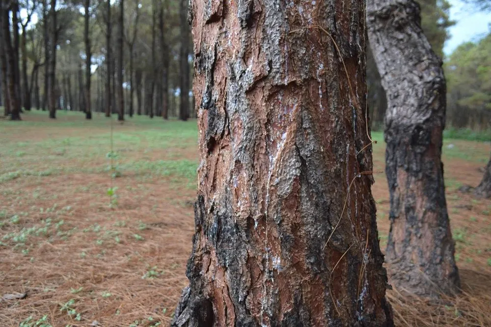 Gần 1.000 cây thông bị róc vỏ làm giá thể trồng lan ảnh 3