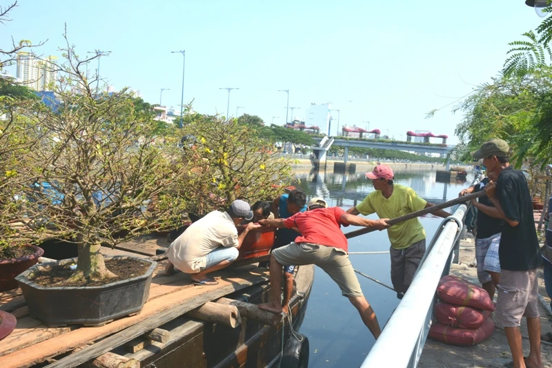 Hoa tết 'khổ' với nắng nóng Sài Gòn ảnh 5