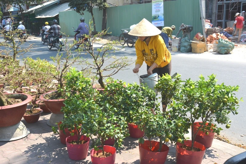 Hoa tết 'khổ' với nắng nóng Sài Gòn ảnh 1