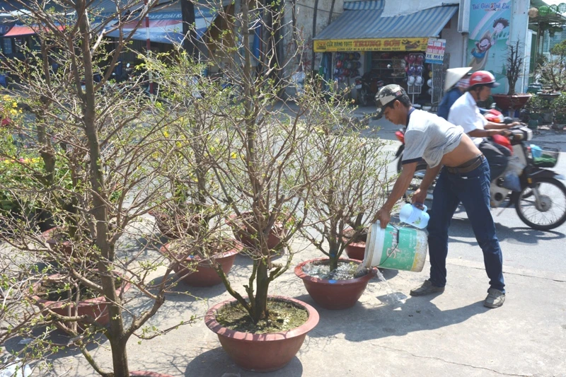Hoa tết 'khổ' với nắng nóng Sài Gòn ảnh 2