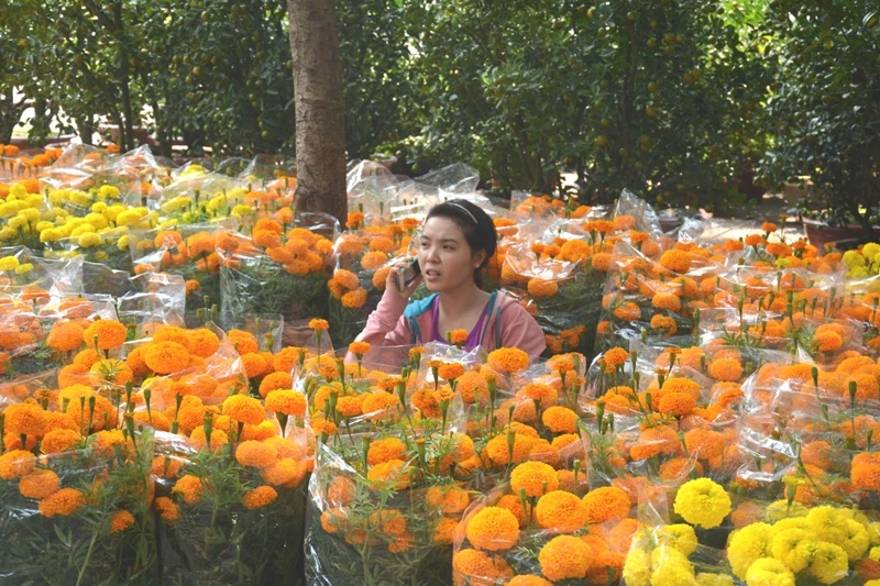 Hoa tết 'khổ' với nắng nóng Sài Gòn ảnh 7