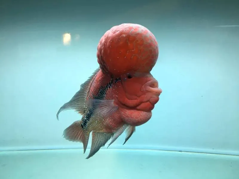 TP.HCM xuất khẩu châu Âu hơn 12 triệu con cá cảnh ảnh 6 TP.HCM xuất khẩu châu Âu hơn 12 triệu con cá cảnh ảnh 6