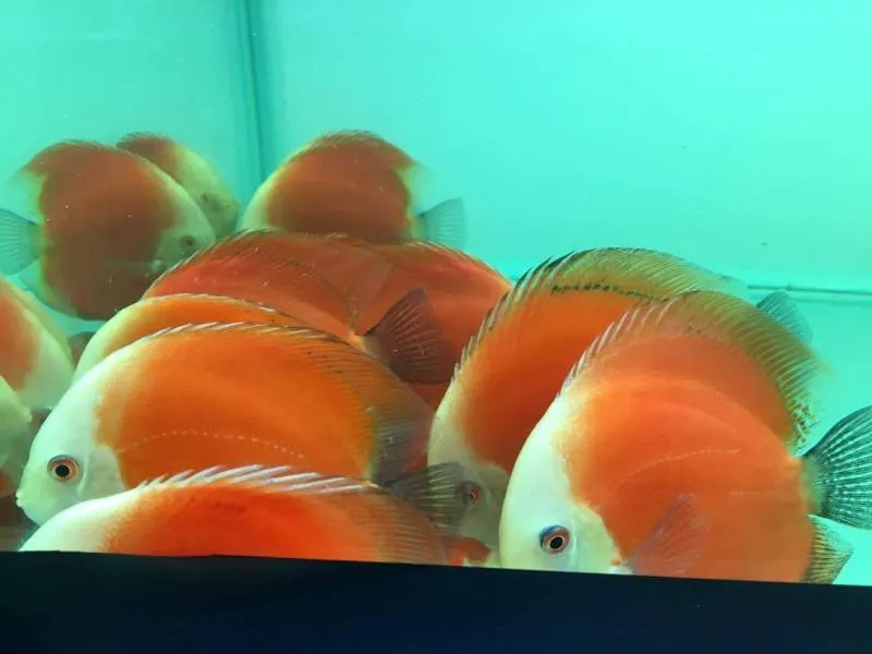 TP.HCM xuất khẩu châu Âu hơn 12 triệu con cá cảnh ảnh 8 TP.HCM xuất khẩu châu Âu hơn 12 triệu con cá cảnh ảnh 8