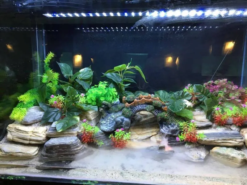 TP.HCM xuất khẩu châu Âu hơn 12 triệu con cá cảnh ảnh 9 TP.HCM xuất khẩu châu Âu hơn 12 triệu con cá cảnh ảnh 9