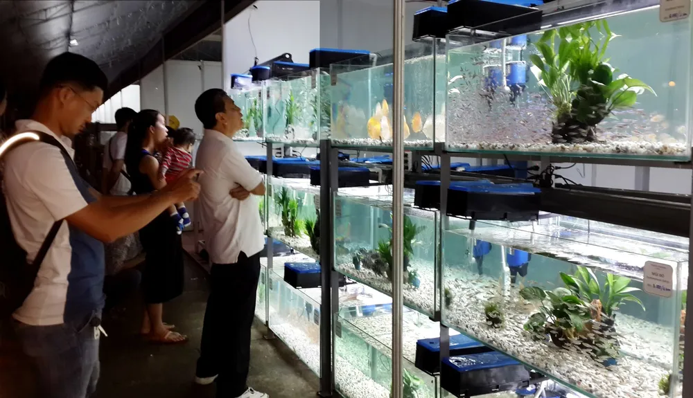 TP.HCM xuất khẩu châu Âu hơn 12 triệu con cá cảnh ảnh 1 TP.HCM xuất khẩu châu Âu hơn 12 triệu con cá cảnh ảnh 1