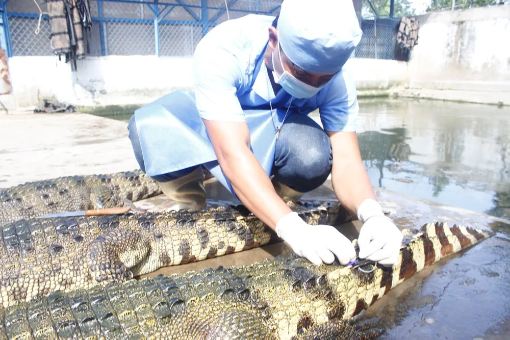 Trung Quốc có nhu cầu tiêu thụ cá sấu sống loại 10-15kg/con rất lớn. Ảnh: QH hinh-trai-nuoi-ca-sau2_JMGB.jpg