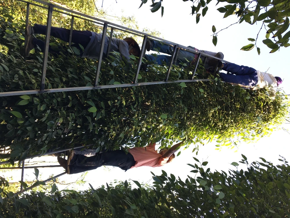 Thương lái săn lùng rễ cây tiêu bán cho Trung Quốc làm...thuốc ảnh 1