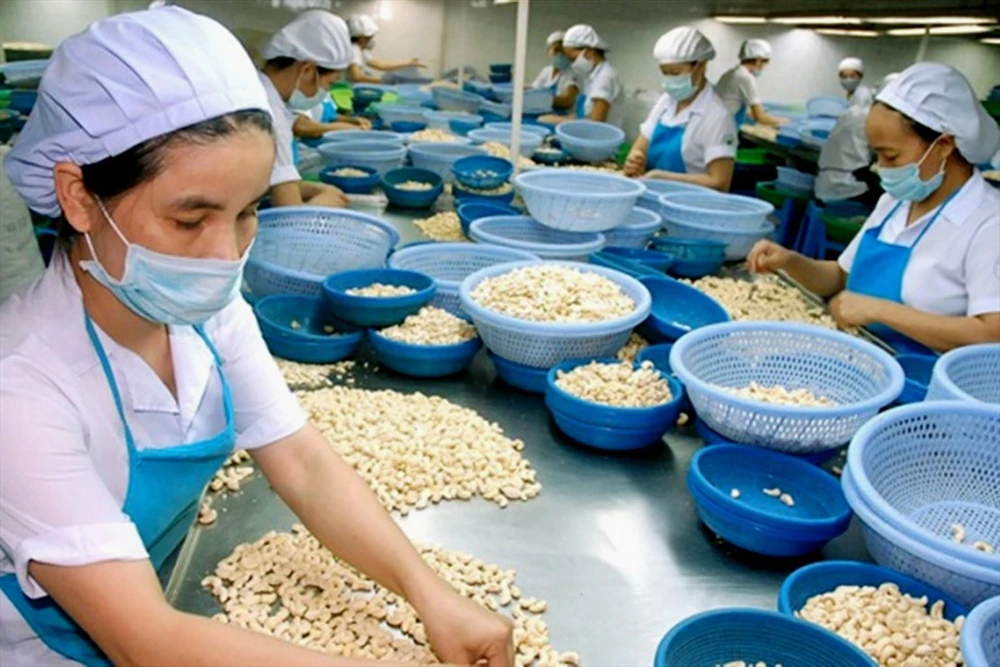 Nhiều doanh nghiệp hạt điều đứng trước nguy cơ thua lỗ khi vừa bị "xù" hợp đồng vừa phải mua giá điều thô nguyên liệu tăng cao. Ảnh: QH hạt điều Việt Nam
