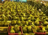 Sầu riêng Việt Nam 'bơi' sang Mỹ, giá 185.000 đồng/kg