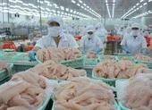 Tốn 3.000 USD, thủy sản Việt vẫn kẹt đường vào Trung Quốc ảnh 2 Bán qua Alibaba, cá tra Việt 'tấn công' Bắc Kinh, Thượng Hải