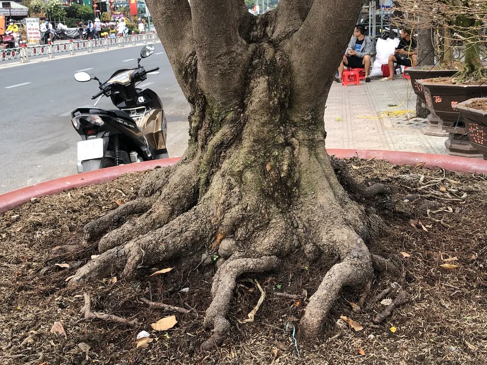 Xôn xao 'cụ' mai ngũ phúc hơn trăm tuổi giá 1,9 tỉ ở TP.HCM ảnh 6