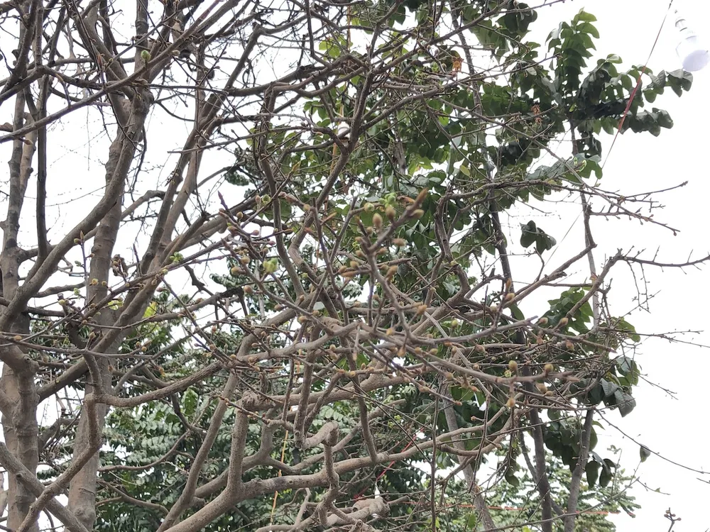 Xôn xao 'cụ' mai ngũ phúc hơn trăm tuổi giá 1,9 tỉ ở TP.HCM ảnh 5