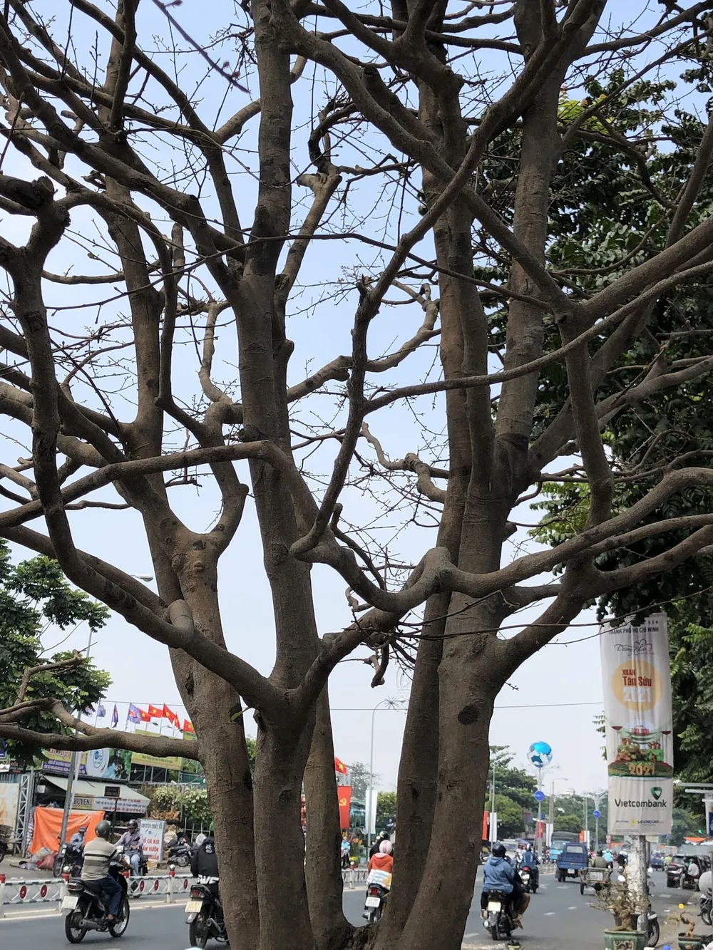 Xôn xao 'cụ' mai ngũ phúc hơn trăm tuổi giá 1,9 tỉ ở TP.HCM ảnh 4