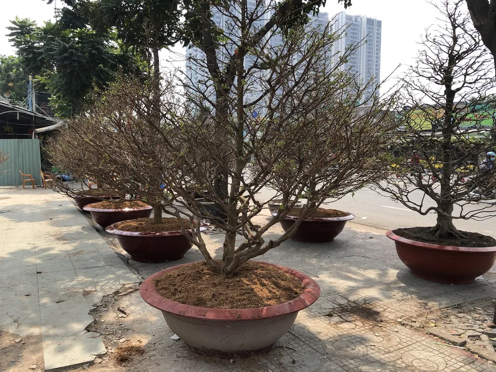 Xôn xao 'cụ' mai ngũ phúc hơn trăm tuổi giá 1,9 tỉ ở TP.HCM ảnh 8