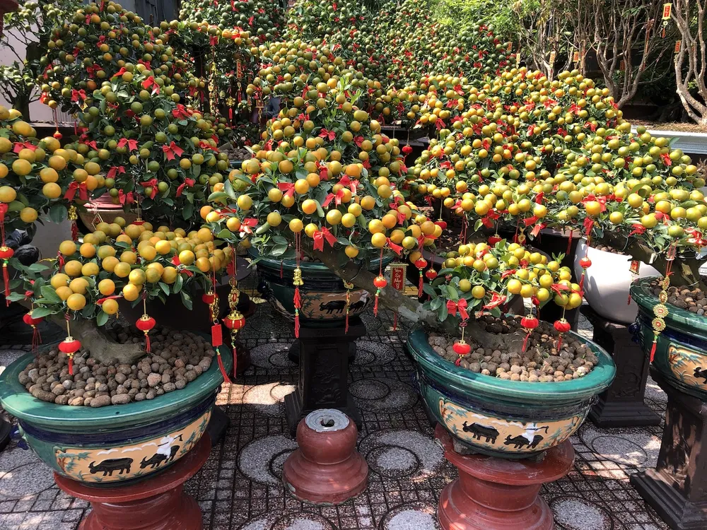 Tắc trâu vàng, tắc bonsai tạo hình kỳ công đắt khách ảnh 5