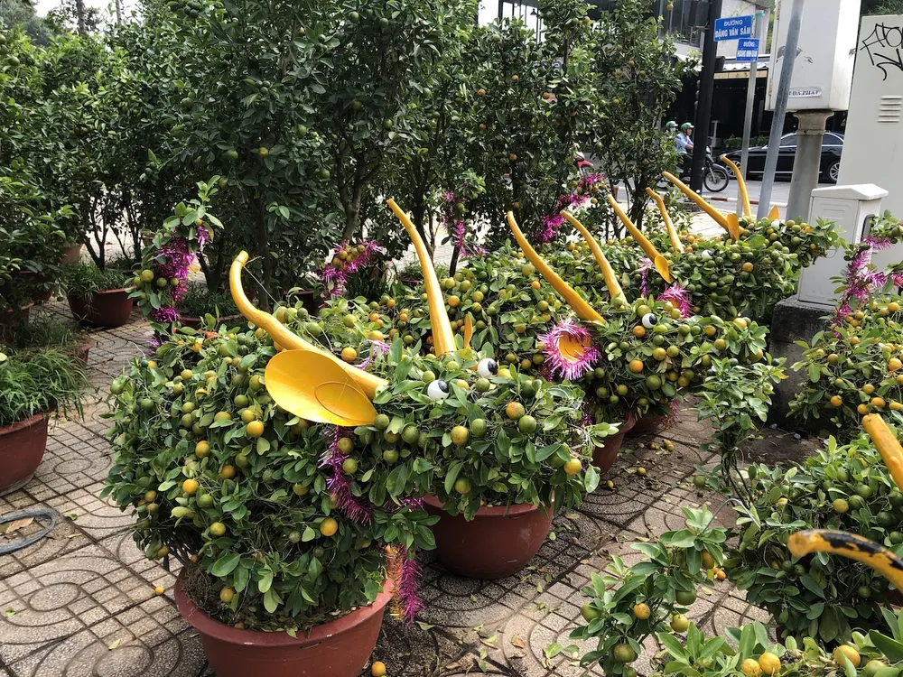 Tắc trâu vàng, tắc bonsai tạo hình kỳ công đắt khách ảnh 2