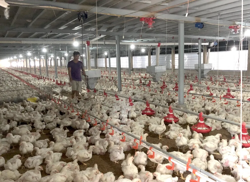 Gà ế, chủ trại phải bán giá rẻ như cho chỉ 11.000 đồng/kg ảnh 1