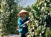 Hồ tiêu bất ngờ tăng giá mạnh, thương lái găm hàng