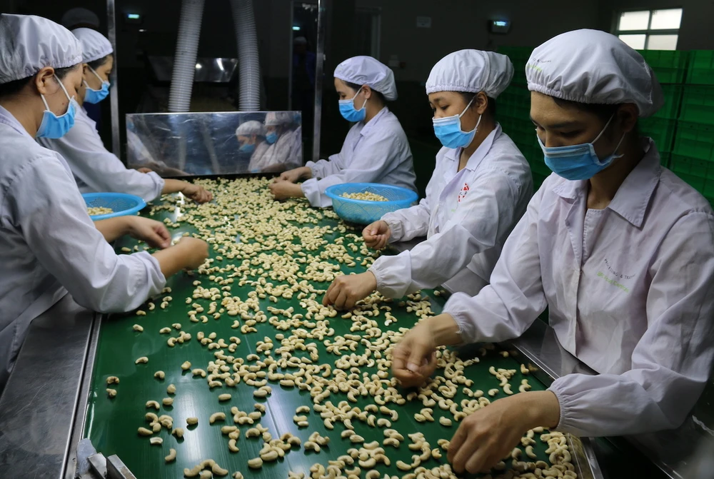 Doanh nghiệp hạt điều Việt Nam đang lo thiếu hụt nguyên liệu để chế biến xuất khẩu điều nhân. Ảnh: QH hinh-che-bien-hat-dieu_JPCC.jpeg