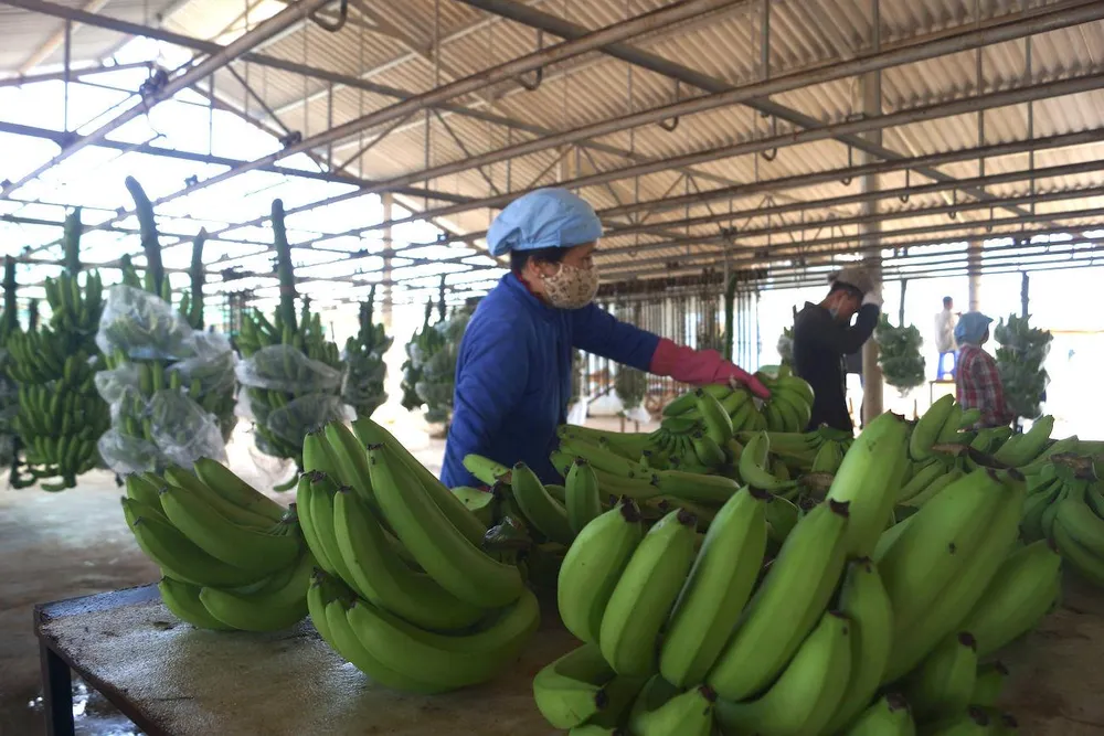 Chuối rớt giá lo đầu ra tiêu thụ khi xuất khẩu sang Trung Quốc gặp khó.