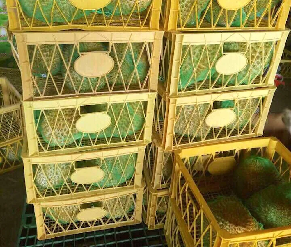 Sầu riêng tươi của Việt Nam sẽ xuất khẩu chính ngạch vào Trung Quốc sẽ tăng mạnh.